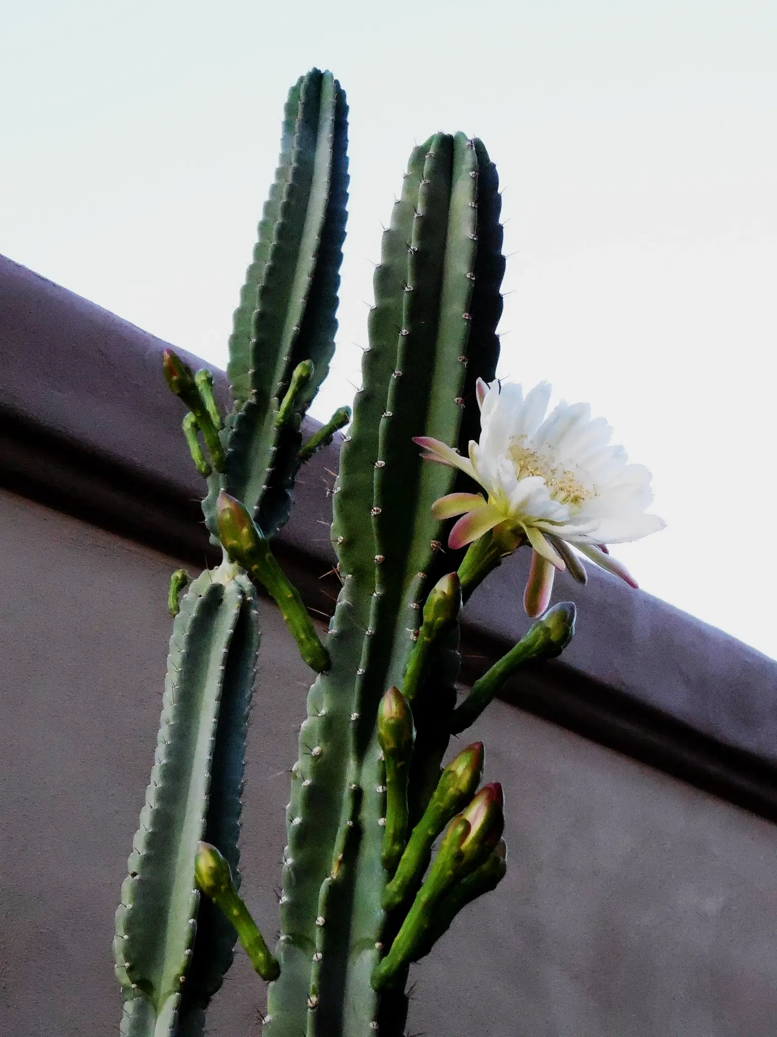 Peruvian Torch Cactus