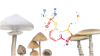 Psilocybin Mushroom