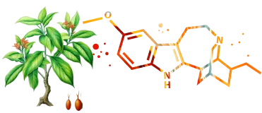 Iboga & Ibogaine