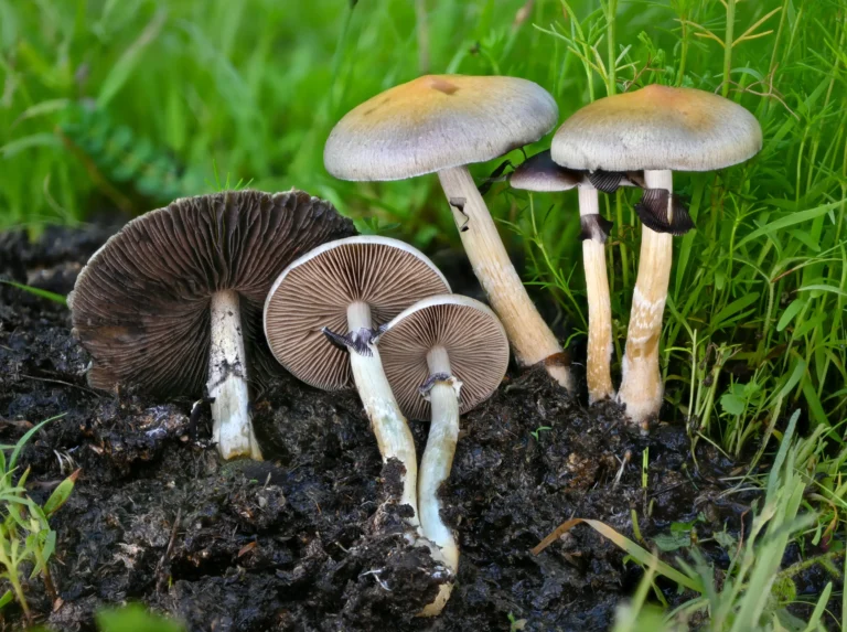 mezcala cubensis