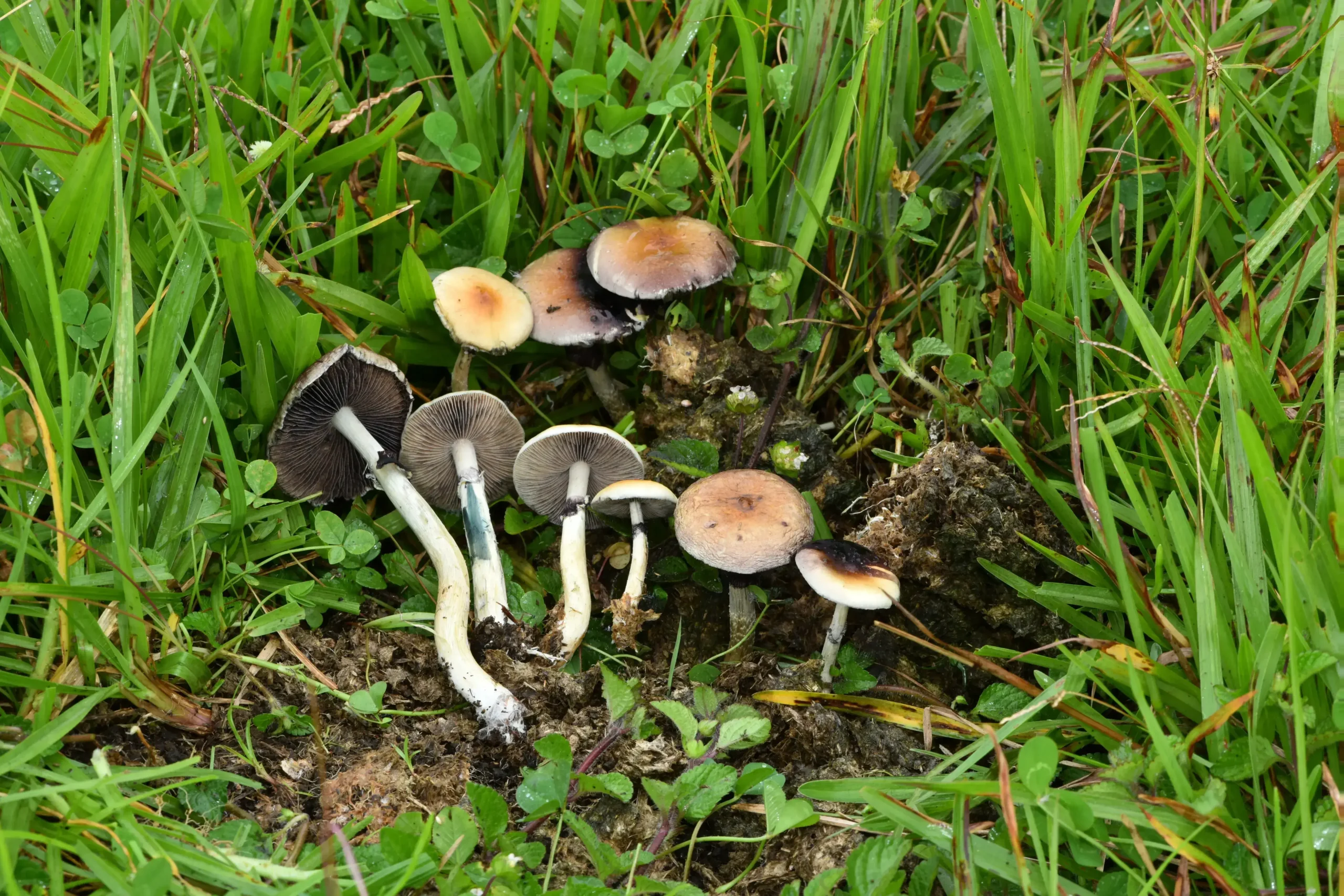 psychedelic mushrooms