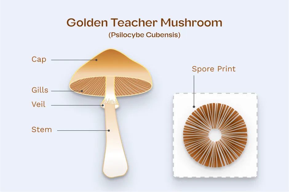 Magic Mushroom Diagram